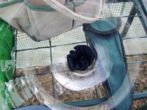 place the pantyhose in bottom