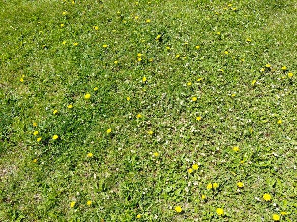 dandelions and wild strawberries blooming in our backyard