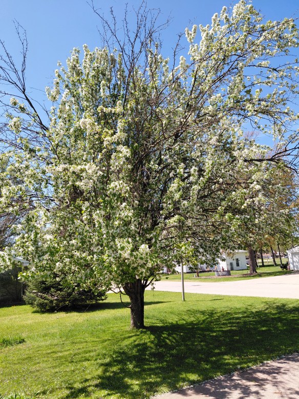 green crab apple tree with white flowers and the bumblebees pollinating it as fast as they can